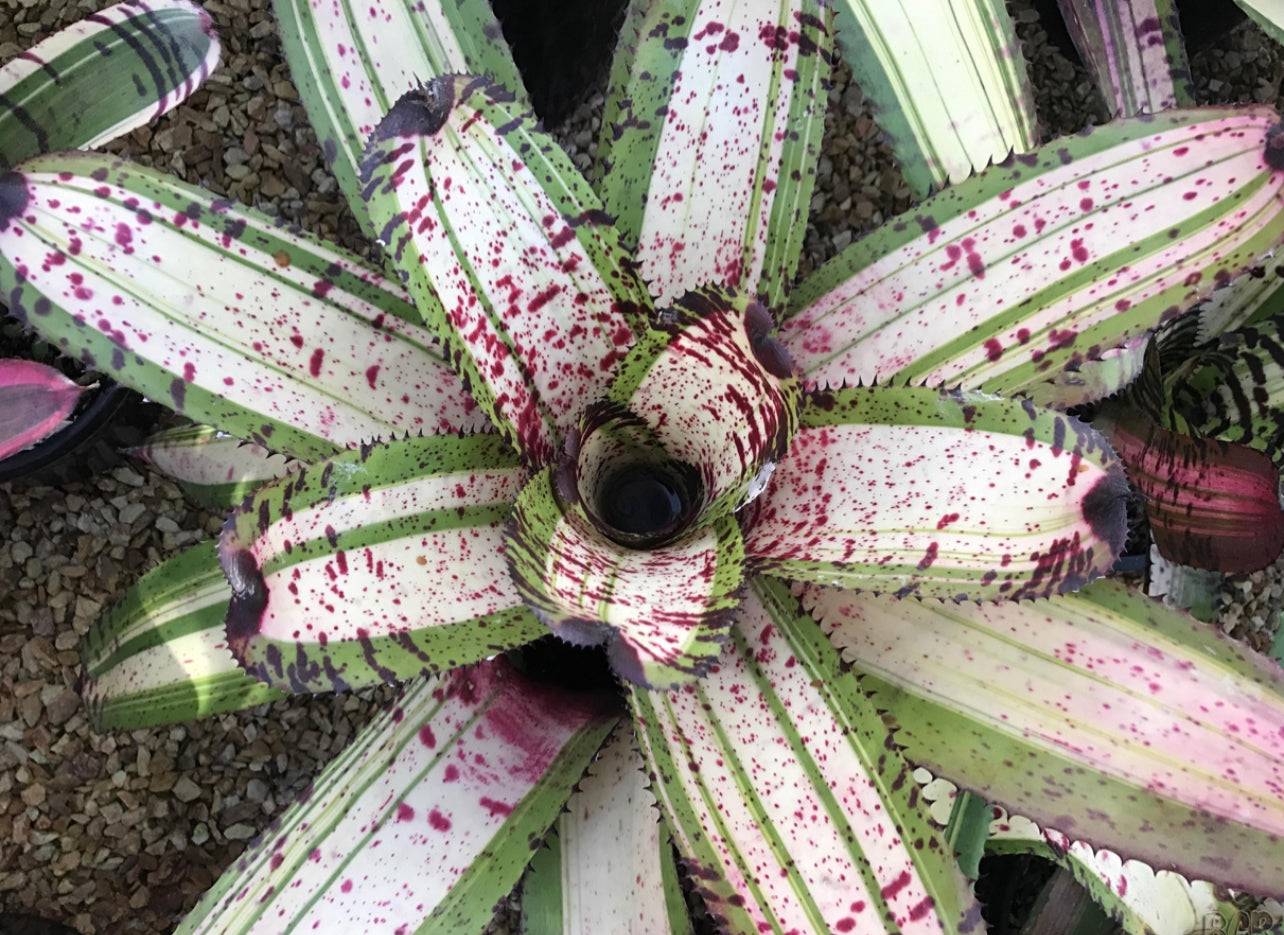 Neoregelia White Walker Variegated