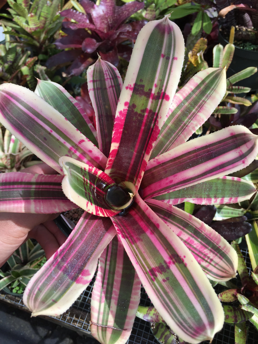 Neoregelia Wild Dymano