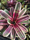 Neoregelia Wild Dymano