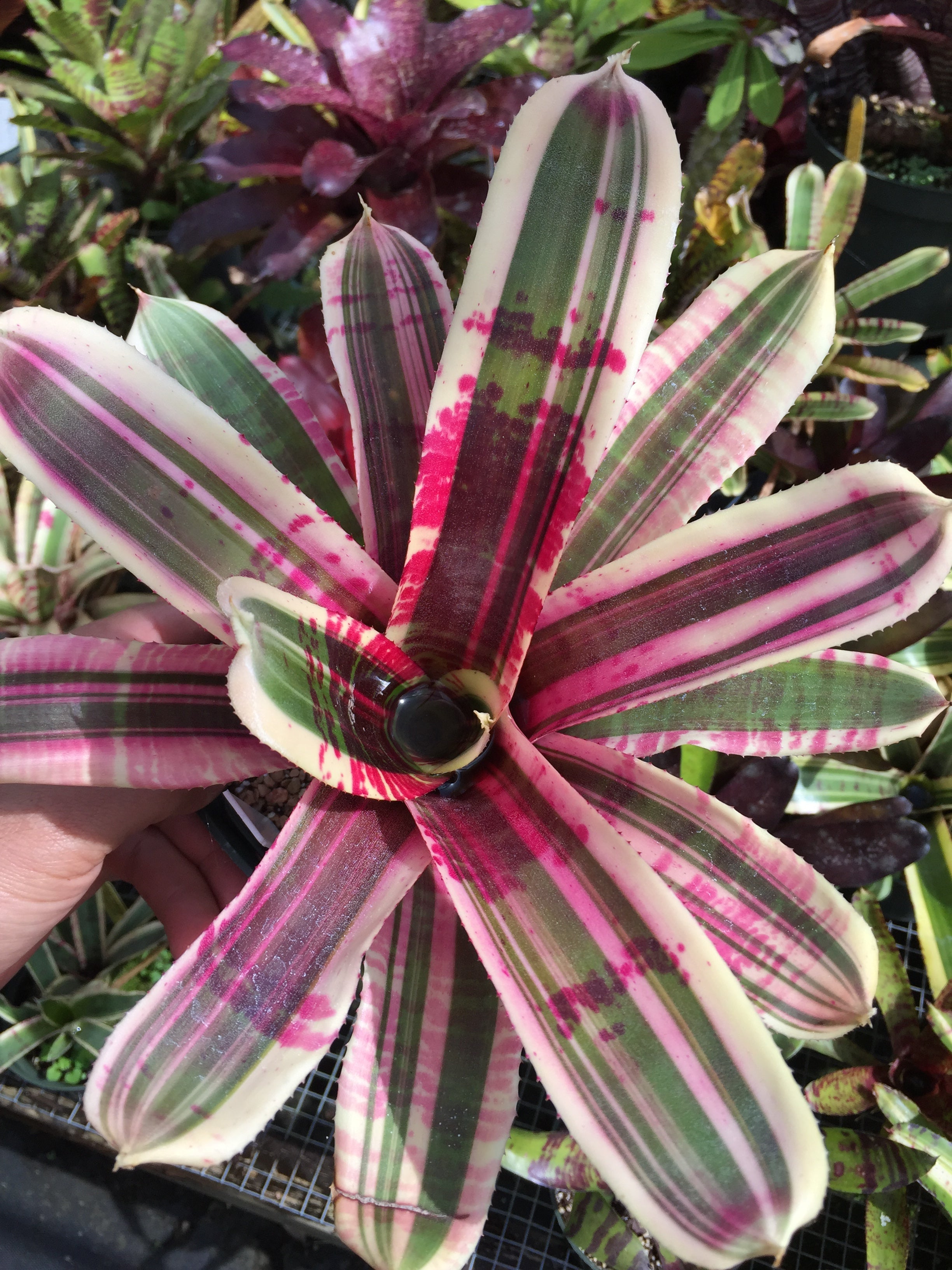 Neoregelia Wild Dymano