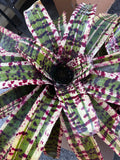 Neoregelia Time Bandit “Skotak”