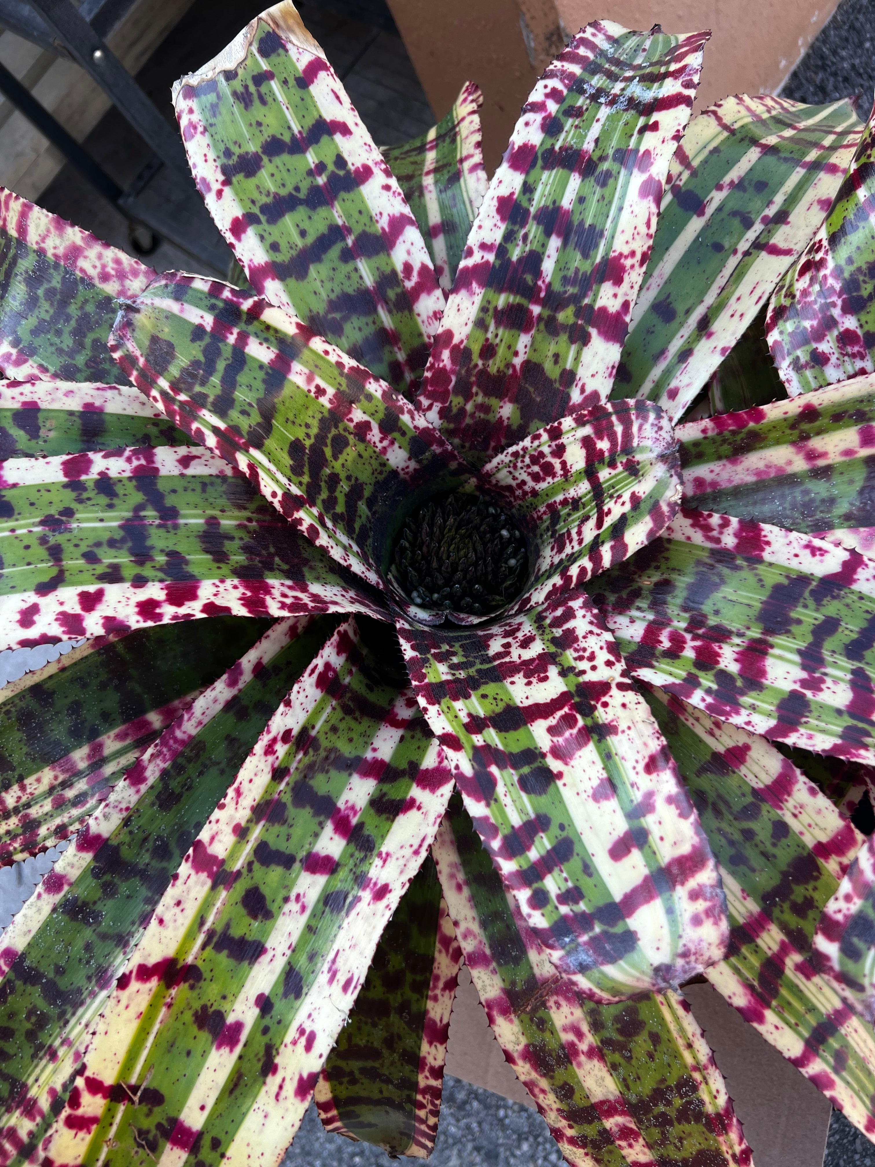 Neoregelia Time Bandit “Skotak”