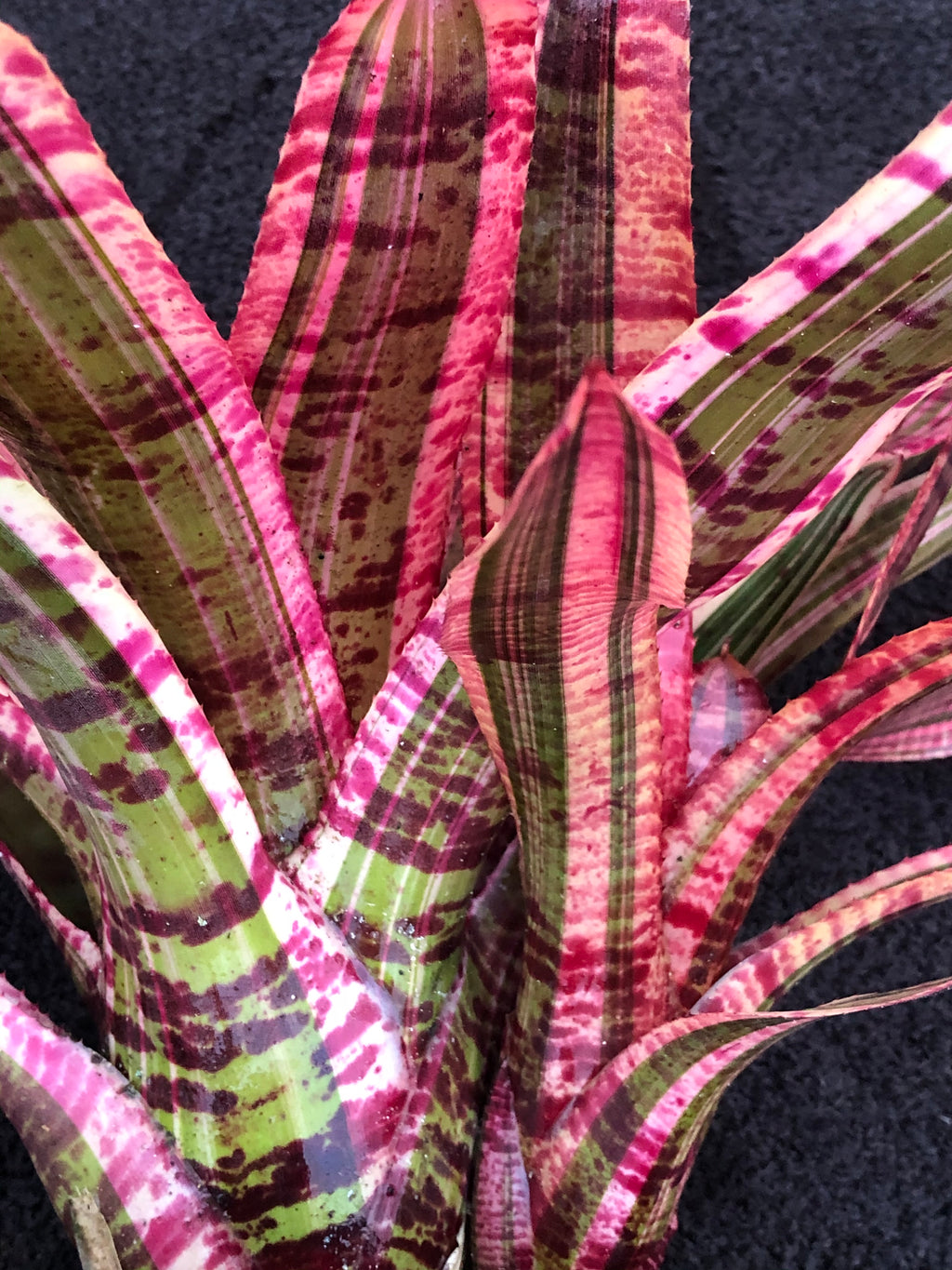 Neoregelia Electra “Skotak”