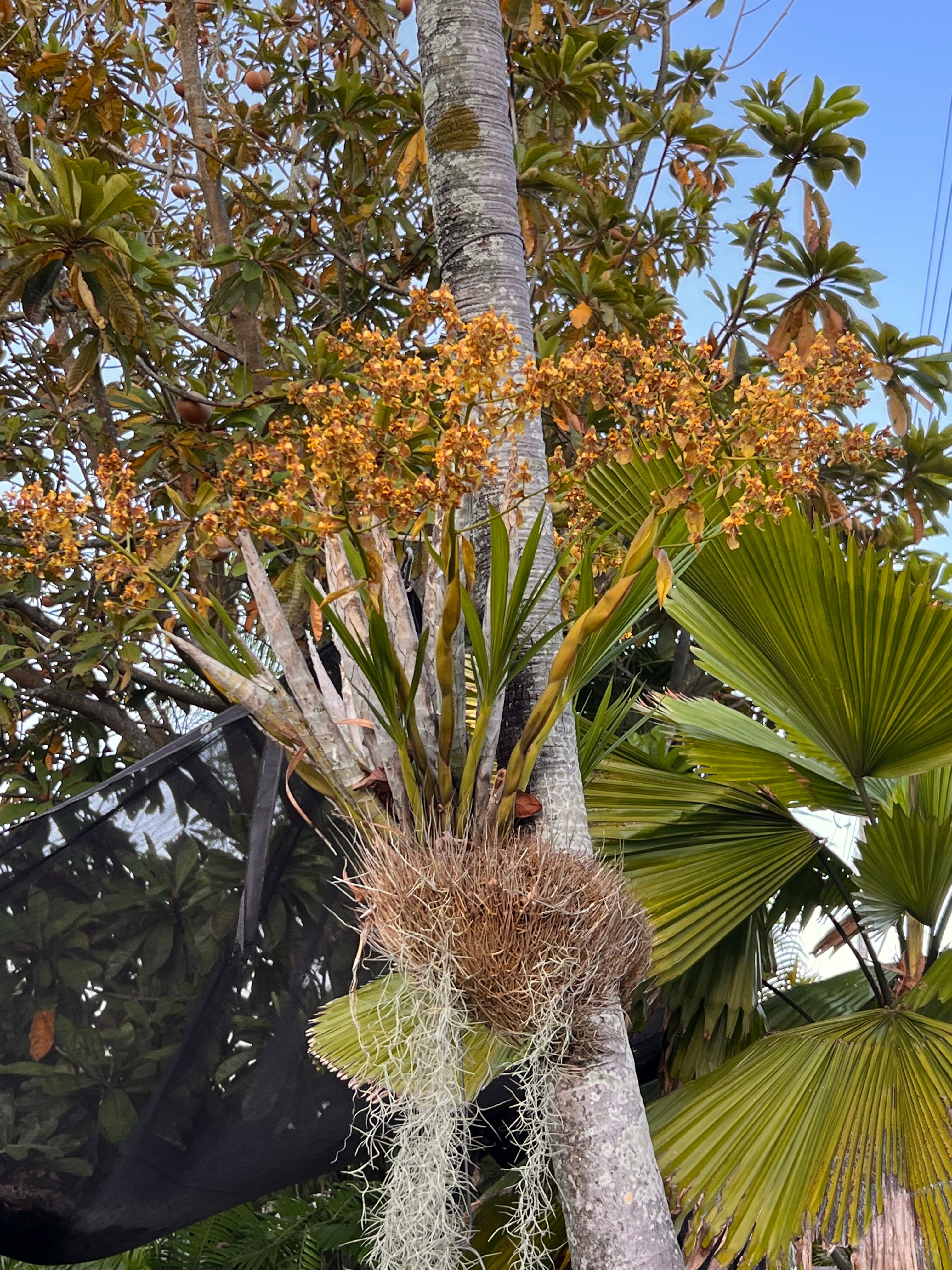 Cyrtopodium Punctatum “RARE FLORIDA NATIVE”