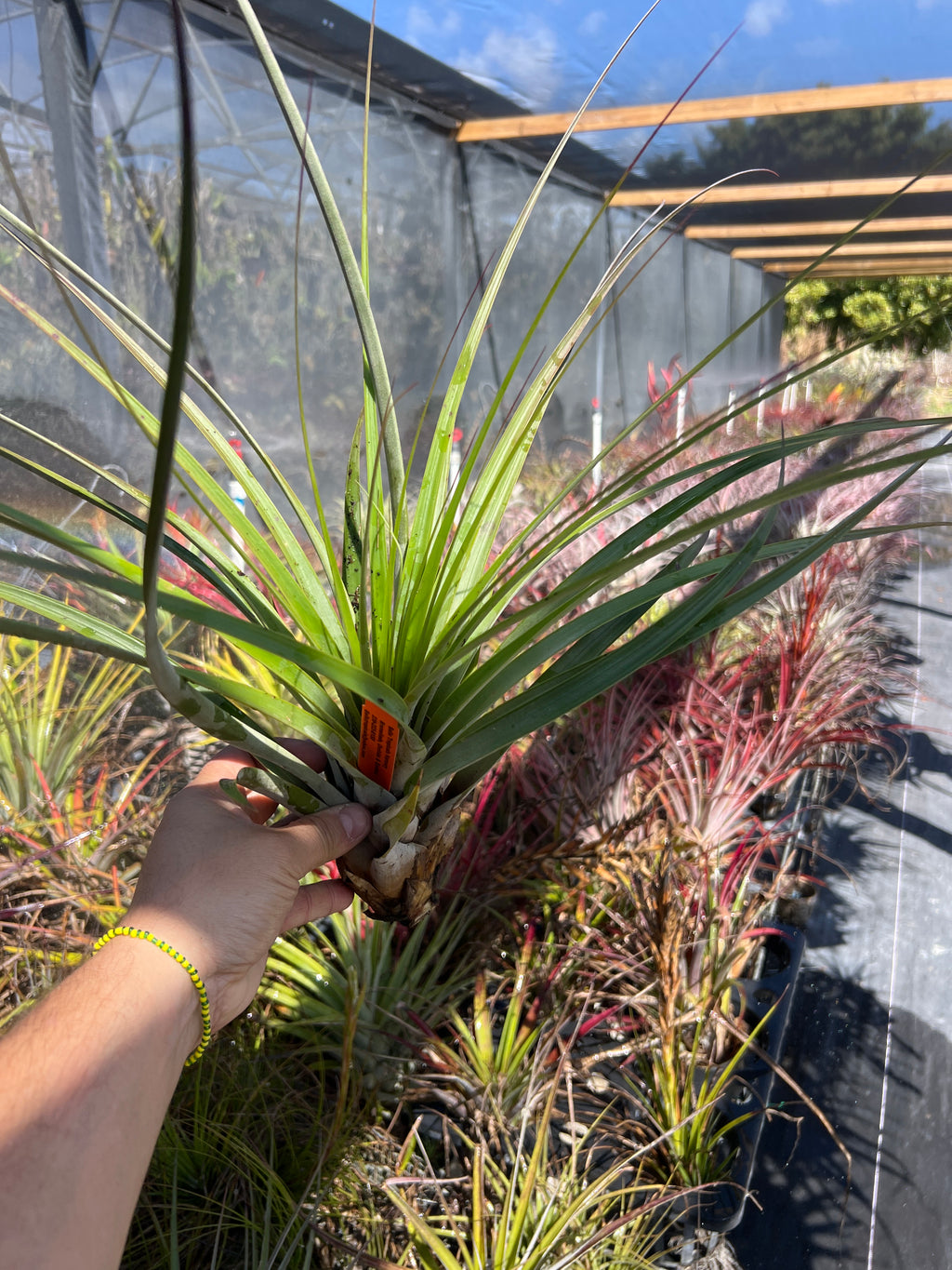 Tillandsia Fasciculata Yellow “Yucatan Peninsula”
