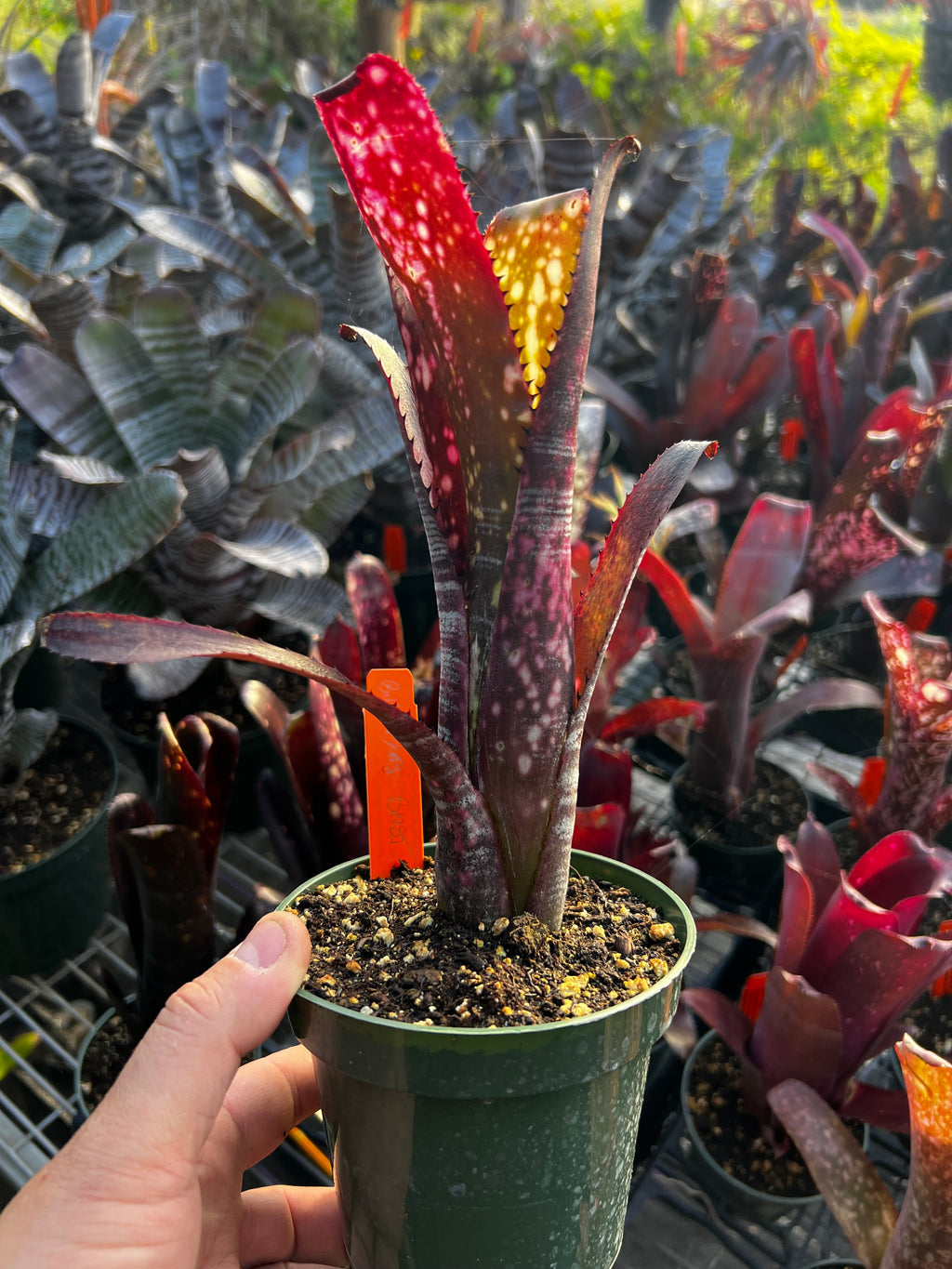 Billbergia Berry Blast “Vinzant”