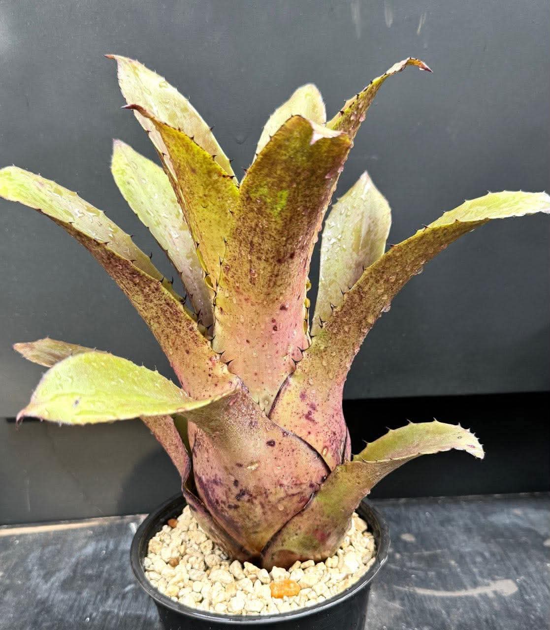 Hohenbergia Species Novo "Campina Grande Brazil"