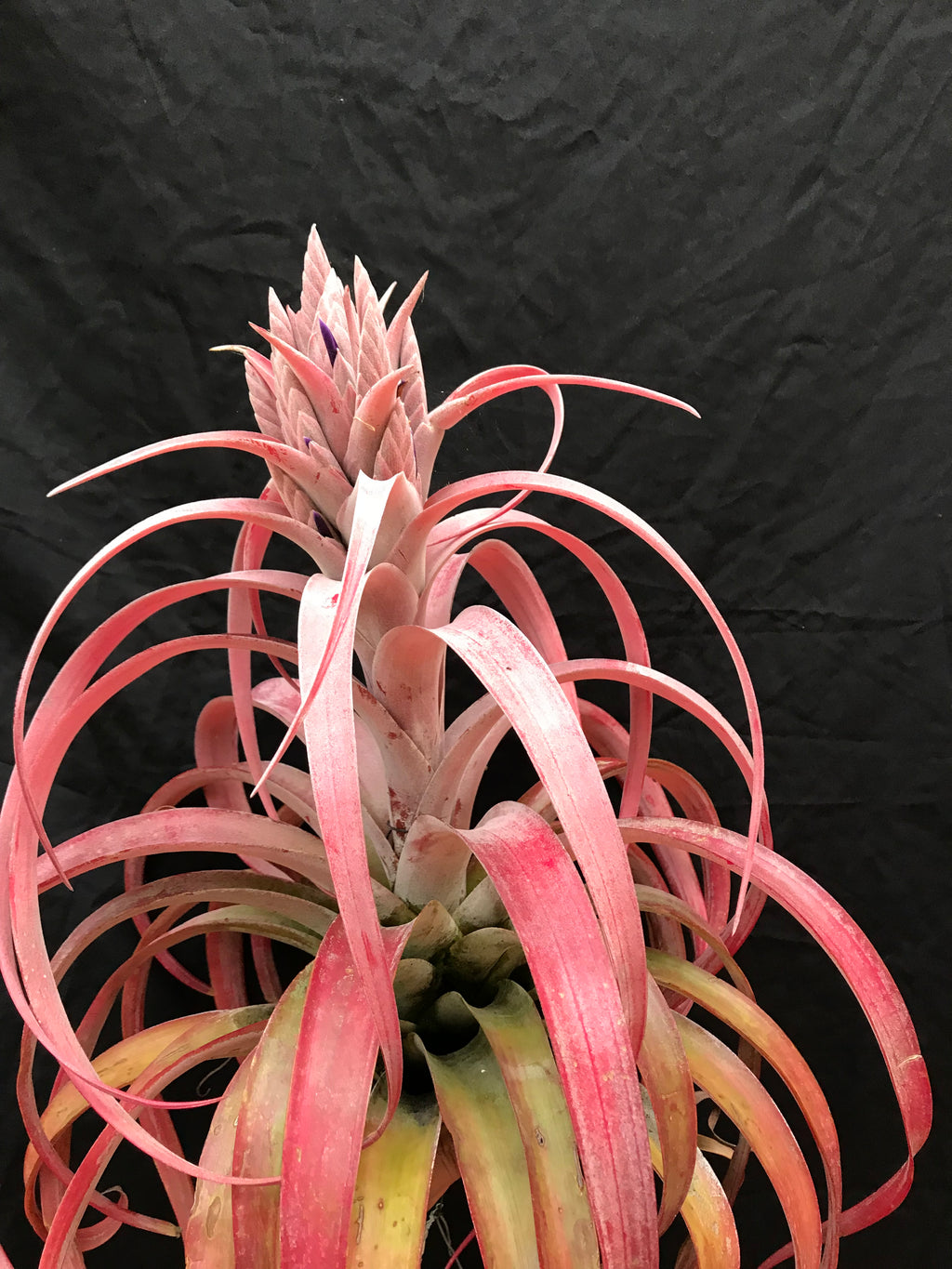 Tillandsia Coconut Grove “Correale”