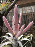 Tillandsia Chiapas Gigantesco