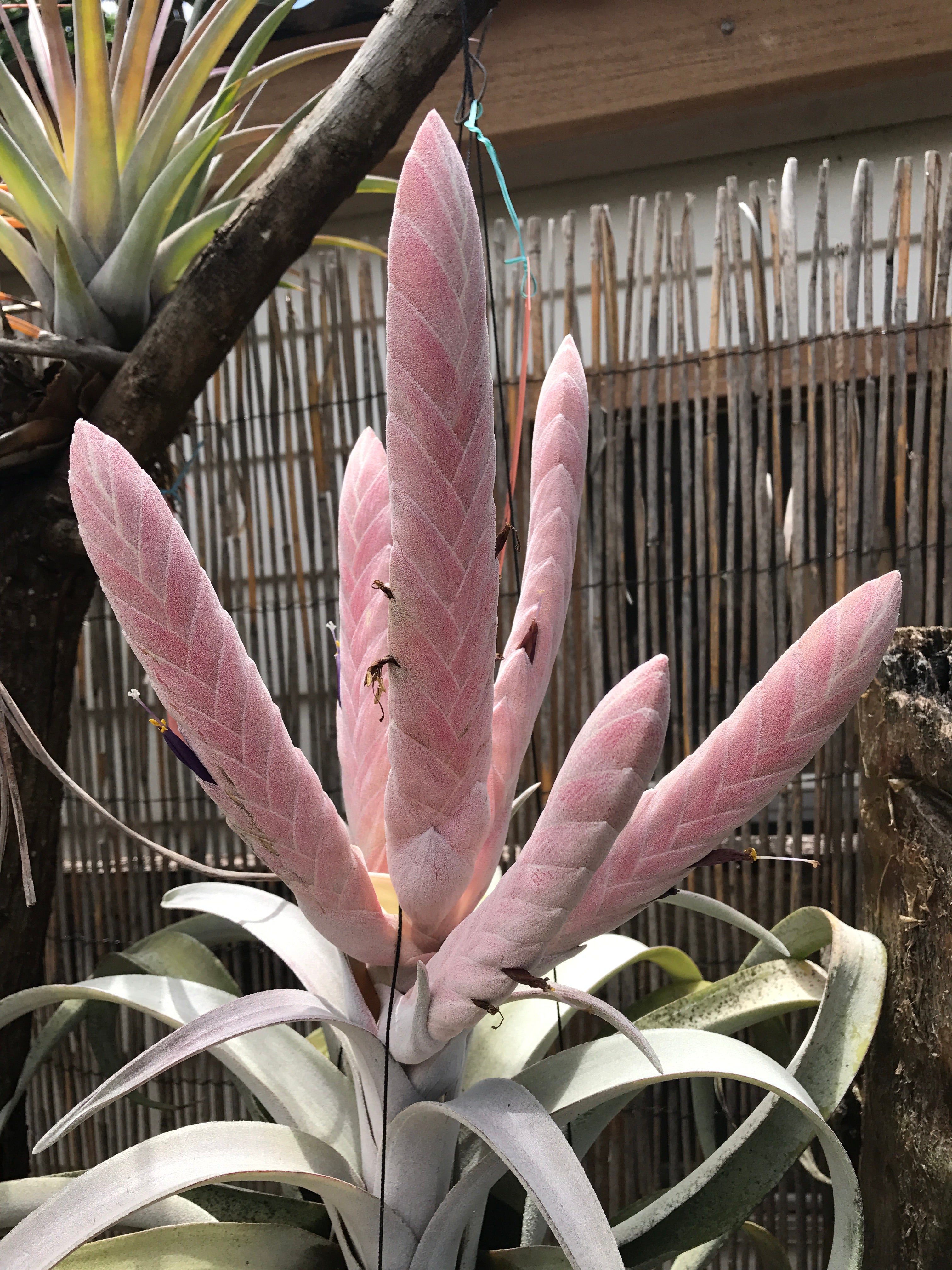 Tillandsia Chiapas Gigantesco