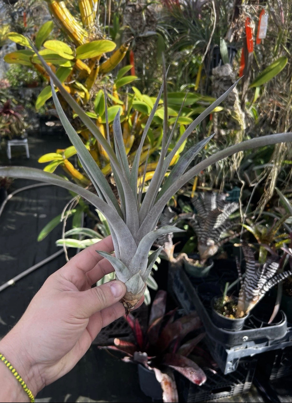 Tillandsia King Cobra