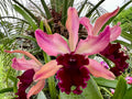 Rhy. Lemon Twist “Myakka City”