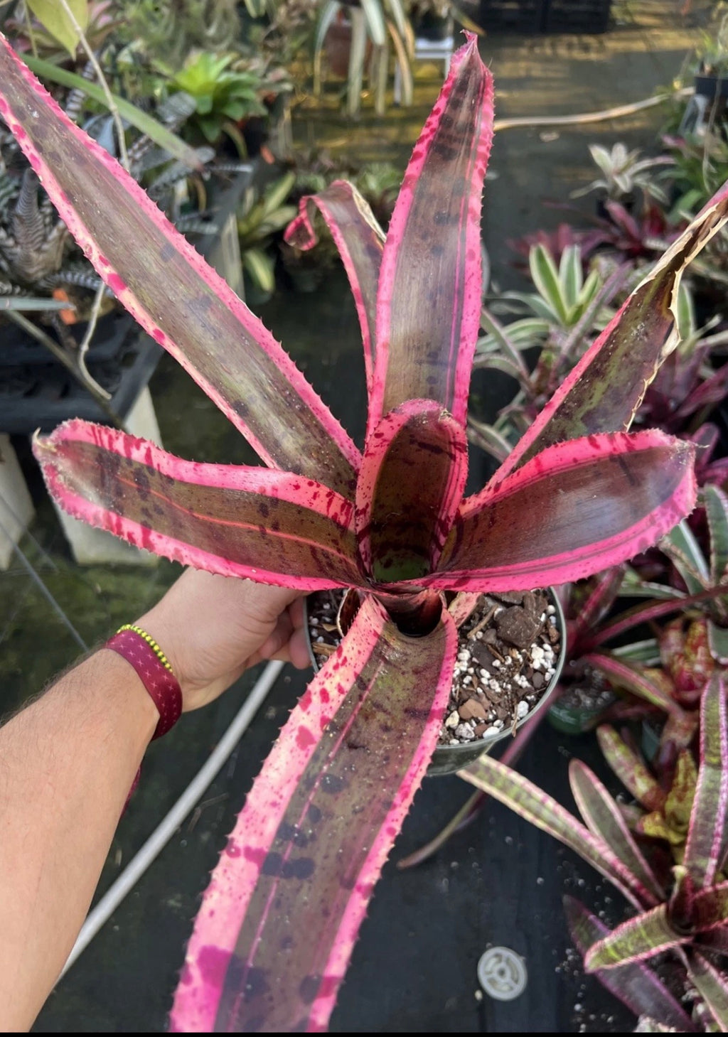 Neoregelia Band-Tastic “Skotak”