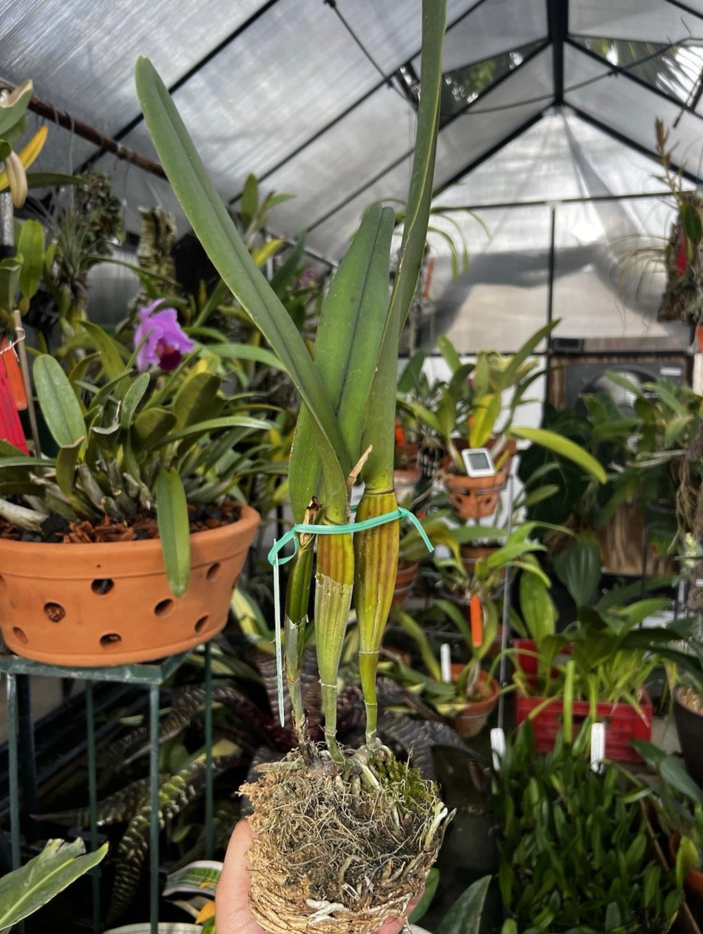 Cattleya Perrinii Rubra 4N