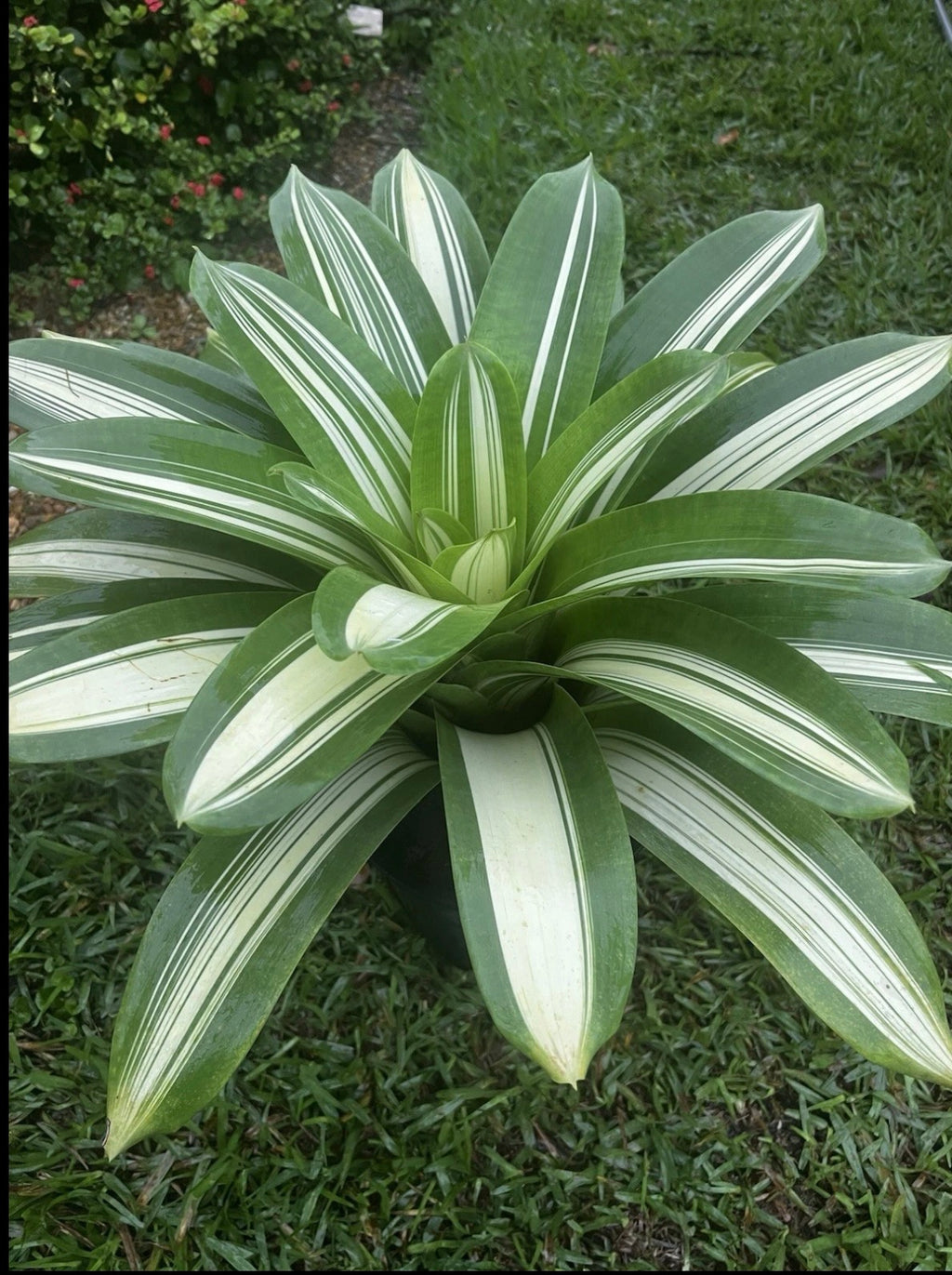 VRIESEA PSEUDOATRA 'EUREKA” VERY RARE !!!!!