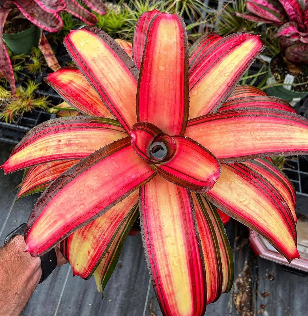 Neoregelia Lorena Lector