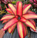 Neoregelia Lorena Lector