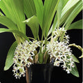 Coelogyne Asperata “RARE SPECIMEN”
