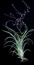 Tillandsia Flexuosa “Grand Cayman”