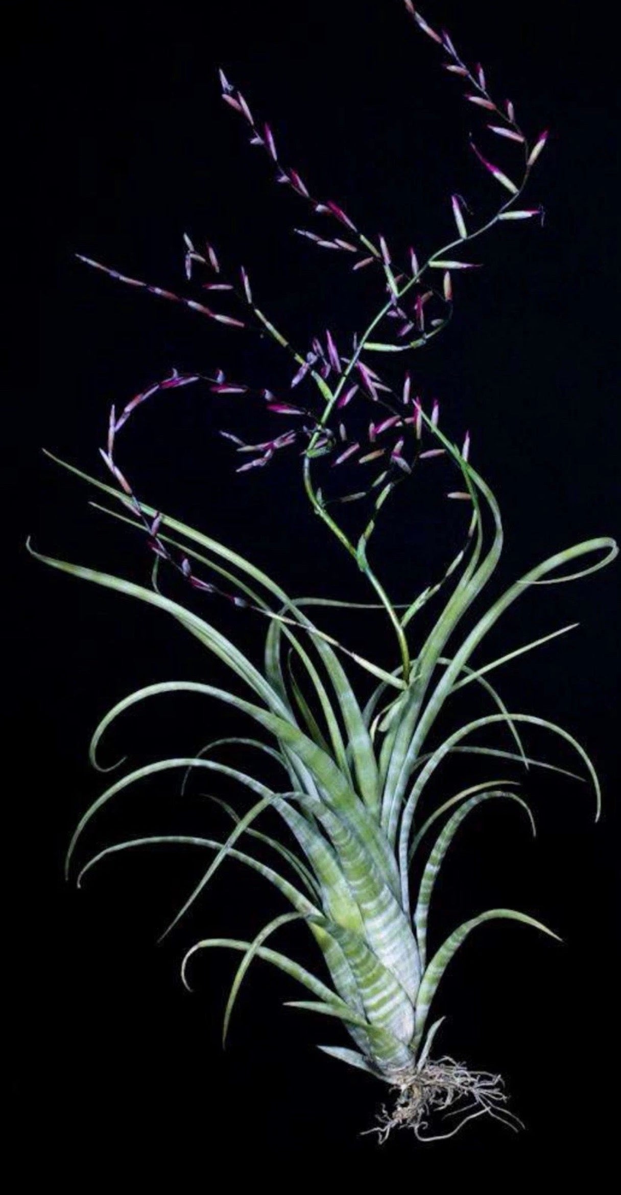 Tillandsia Flexuosa “Grand Cayman”