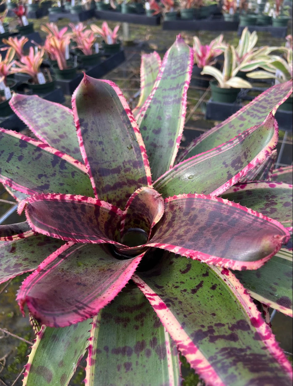 Neoregelia Band-Tastic “Skotak”