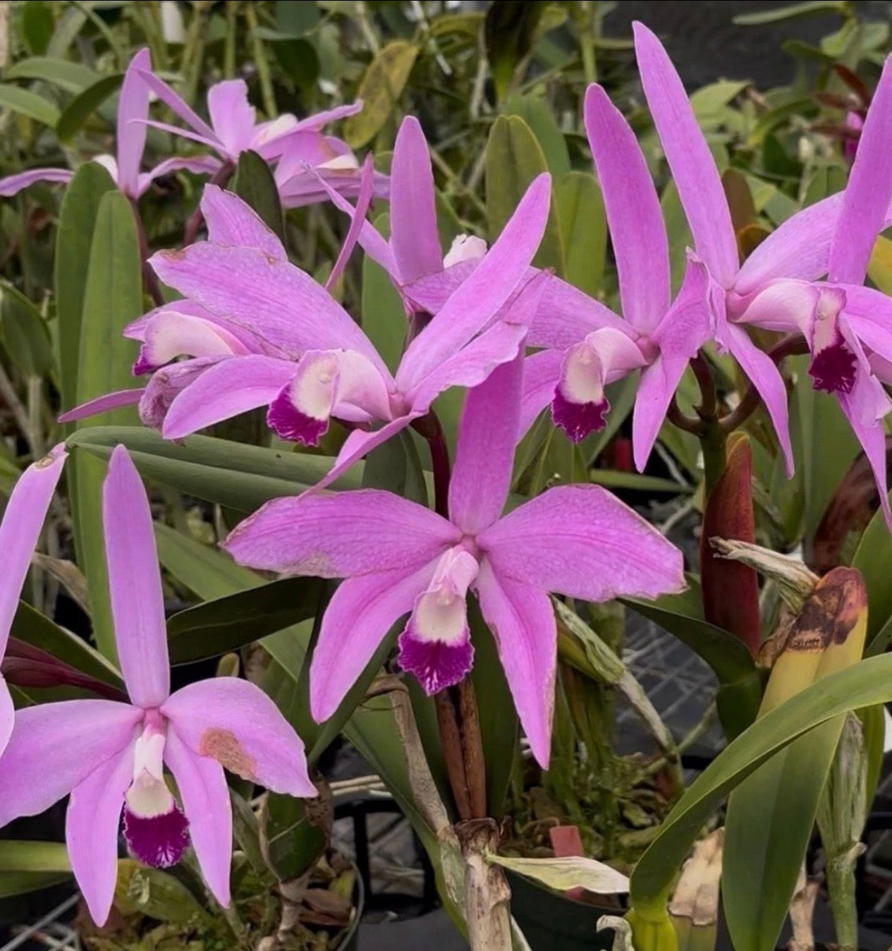 Cattleya Perrinii Rubra 4N
