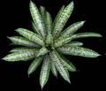 Vriesea Josepha Leon