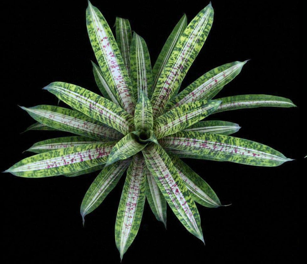 Vriesea Josepha Leon