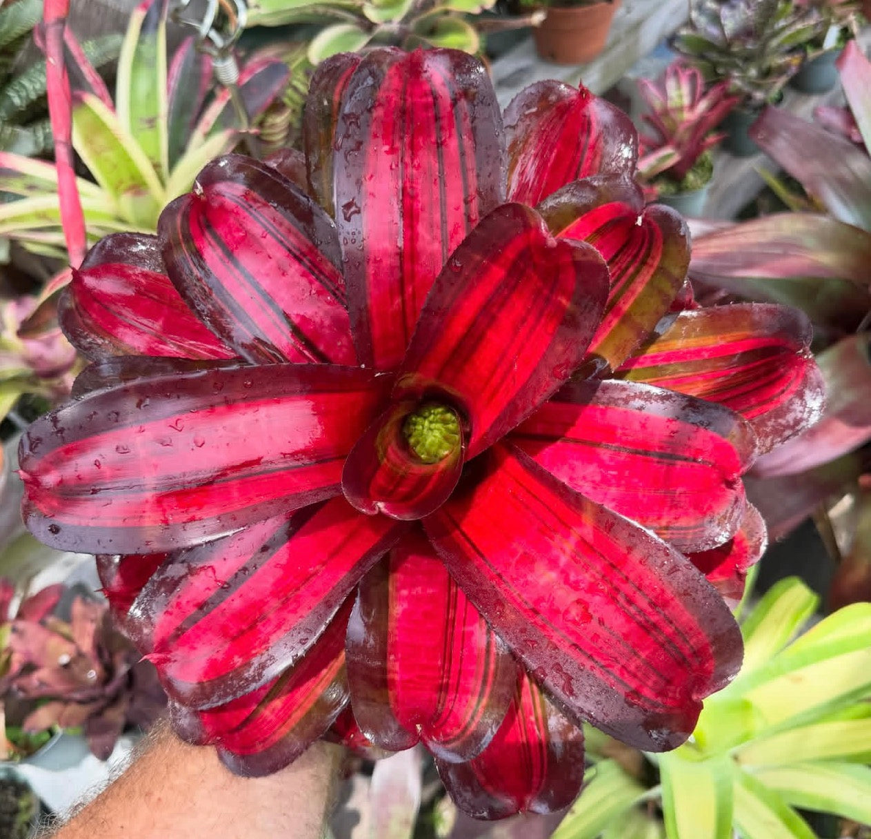Neoregelia Elegua