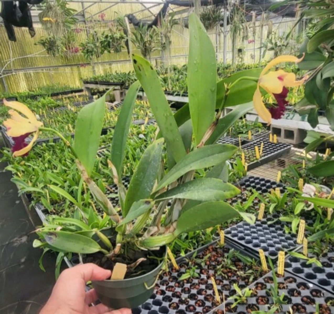Rhy. Lemon Twist “Myakka City”