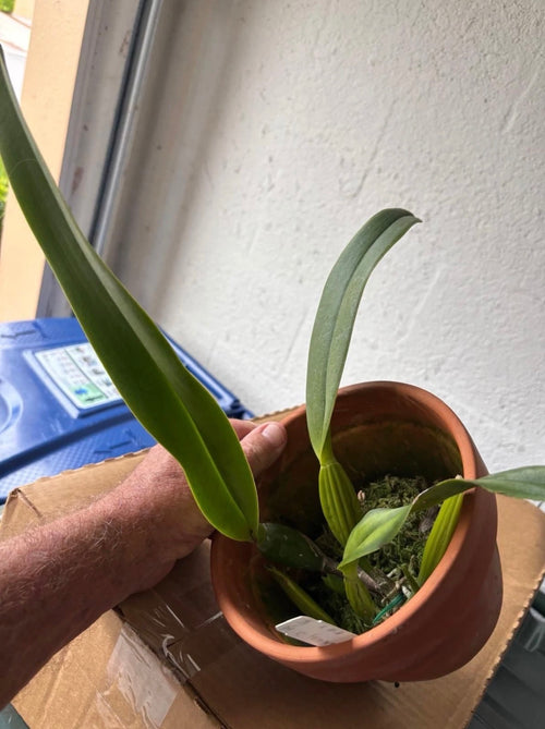 Cattleya Jenmanii s/a Canaima’s Showtime AM/AOS