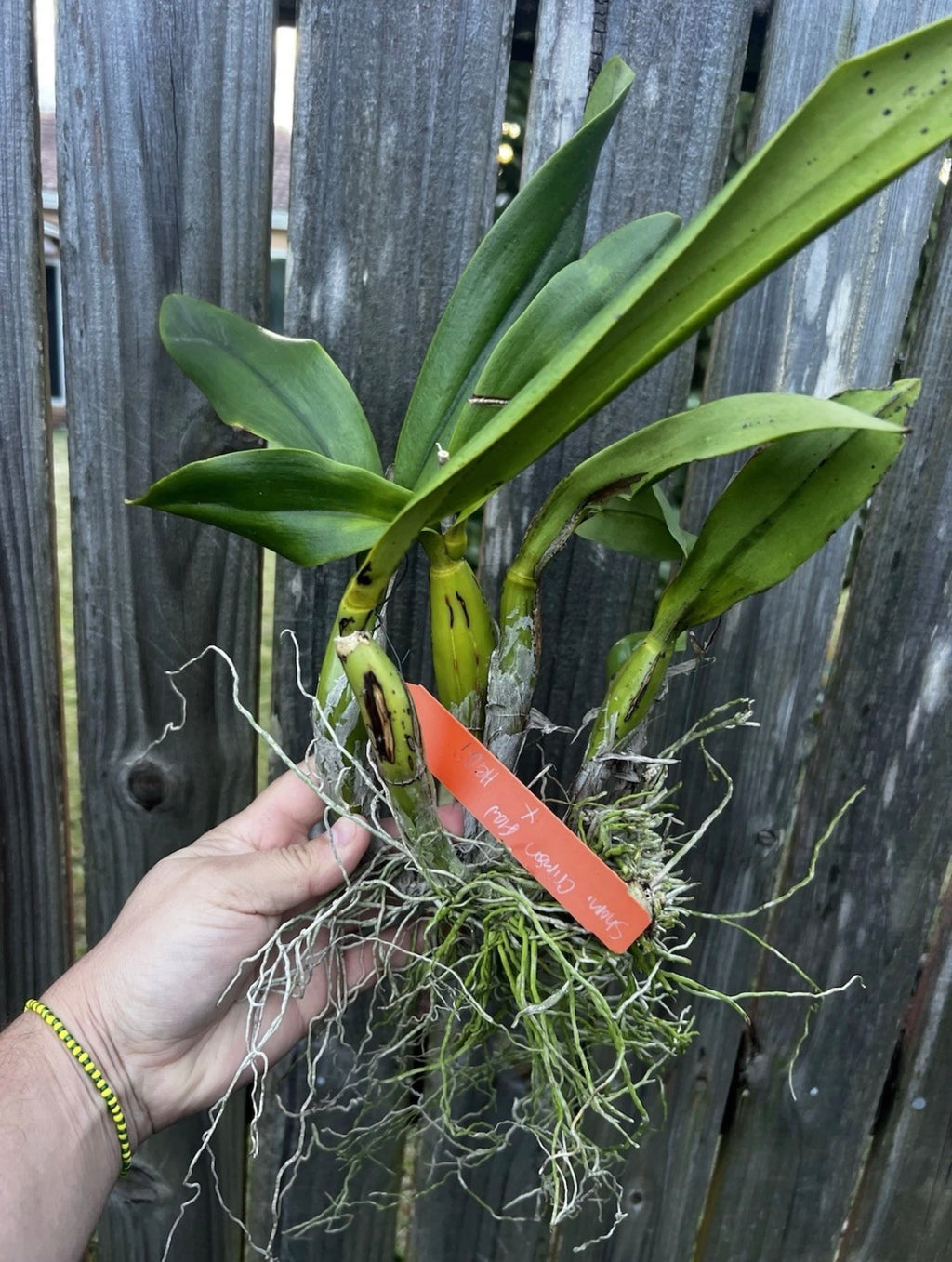 Shomburkia Crimson Flow x Heidii