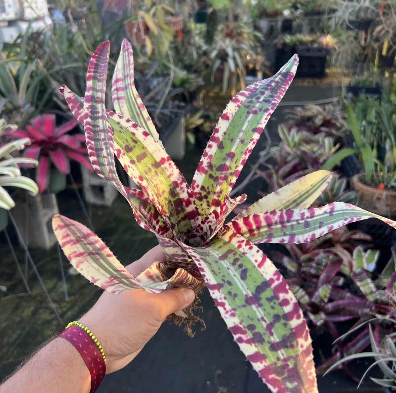 Neoregelia Melodrama “Skotak” RARE !!