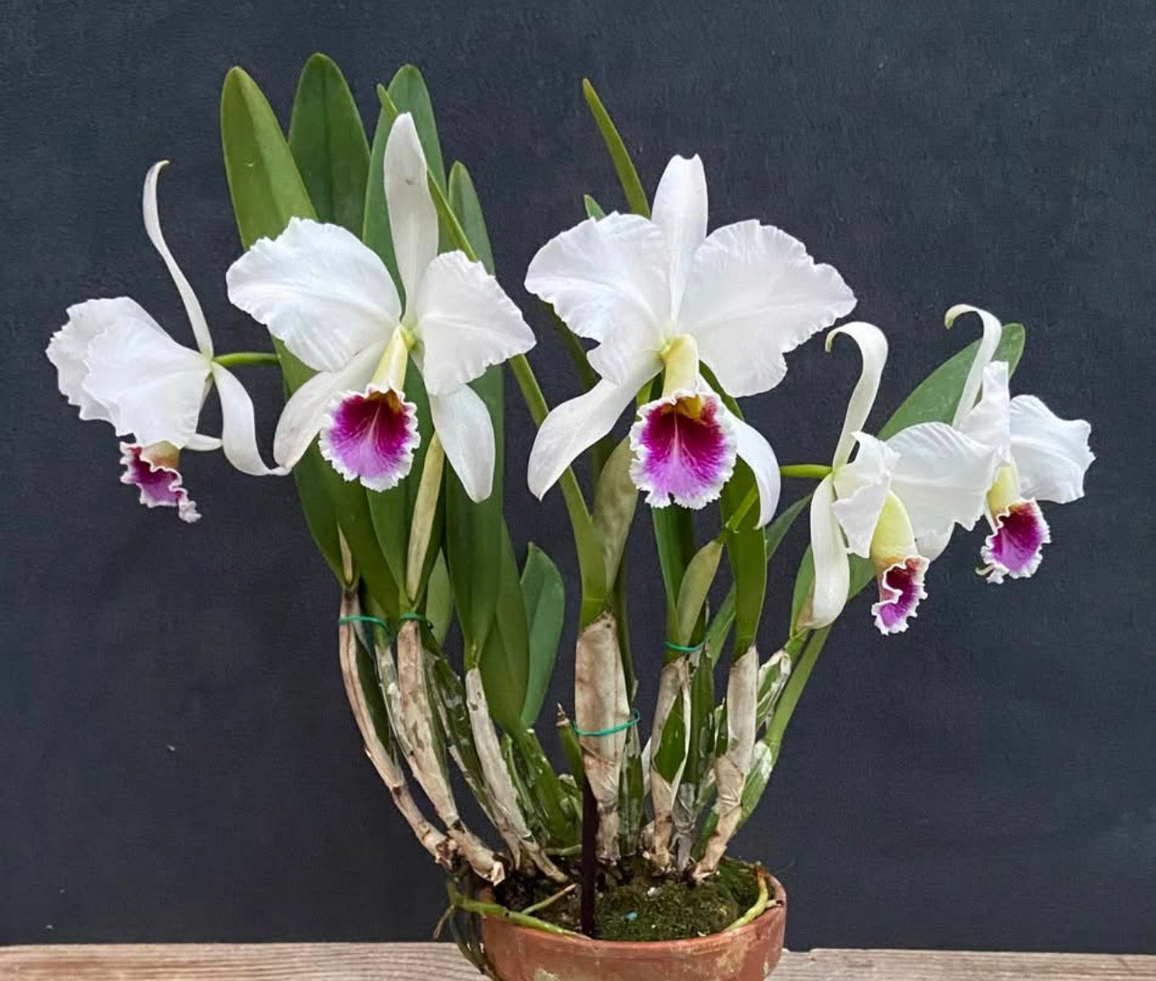 Cattleya Percivaliana Semi Alba “Jewel” VERY RARE!!