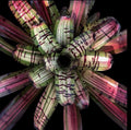 Neoregelia Willy Wonka
