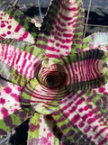 Neoregelia Supremo “Skotak”