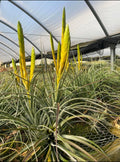 Tillandsia Fasciculata Yellow “Yucatan Peninsula”