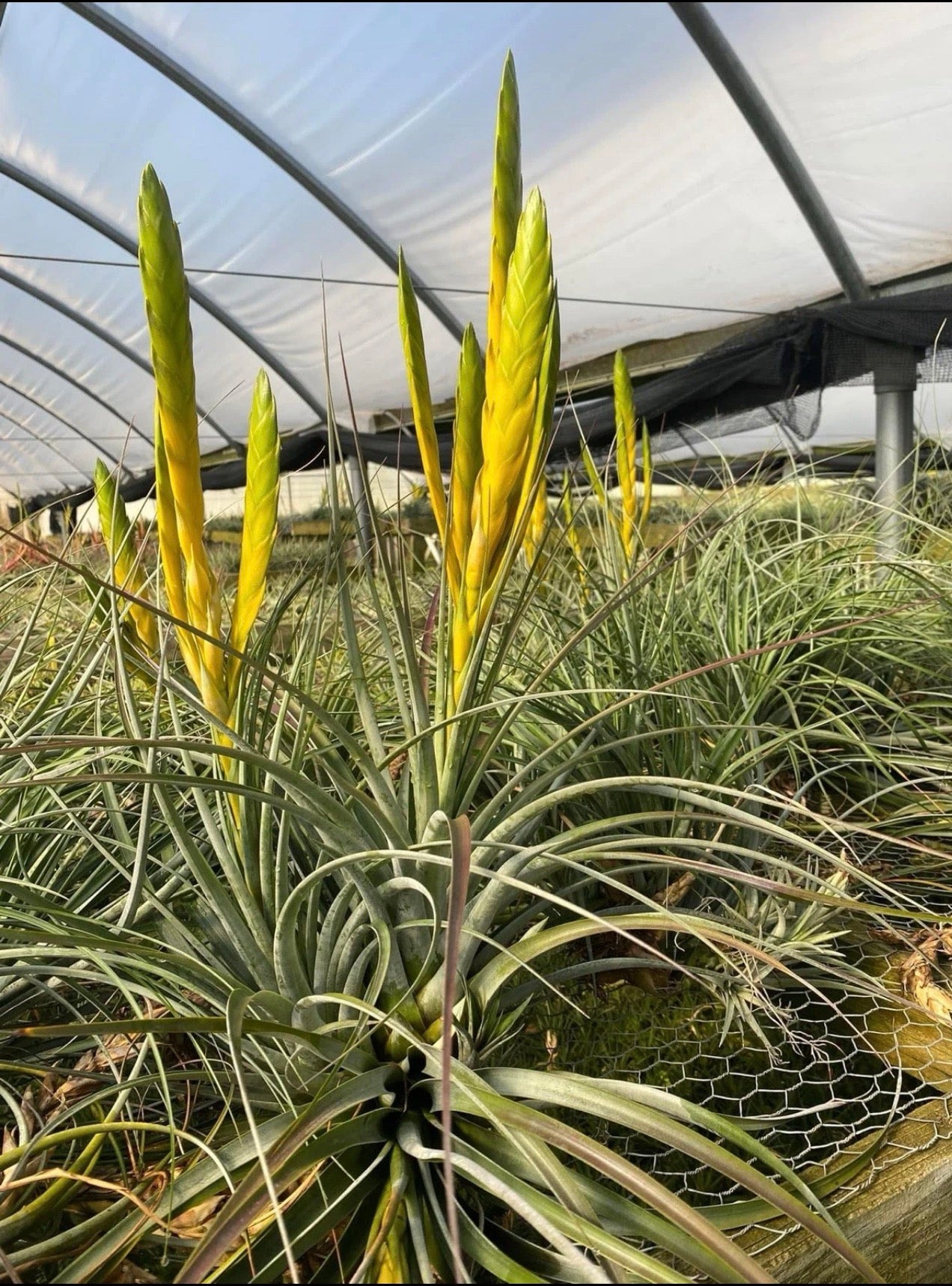 Tillandsia Fasciculata Yellow “Yucatan Peninsula”
