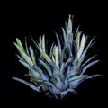 Hohenbergia Catingae Palmeires “Bahia”