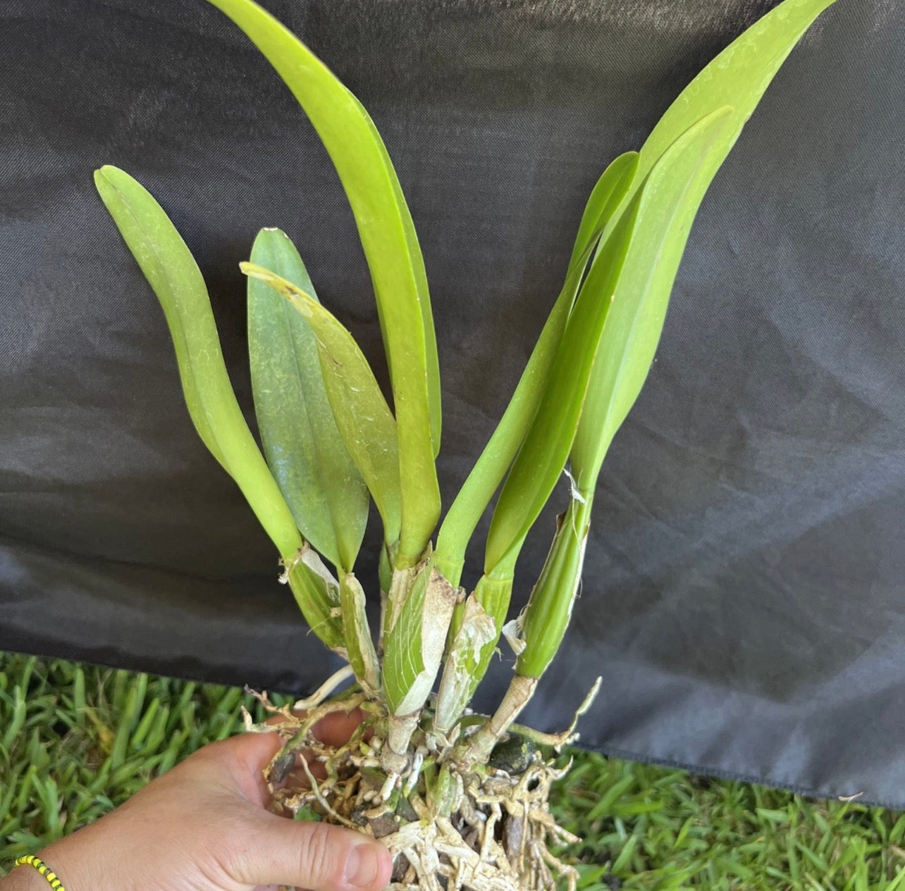 Cattleya Percivaliana “Tiago” LARGE DIVISIONS