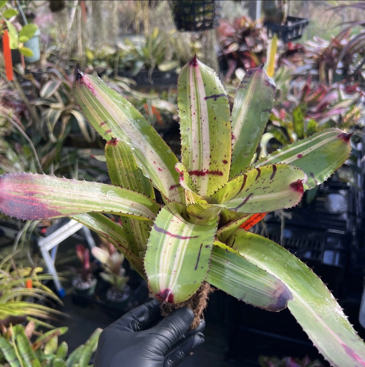 Neoregelia Willy Wonka