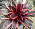 Neoregelia Bye Bye Black Bird