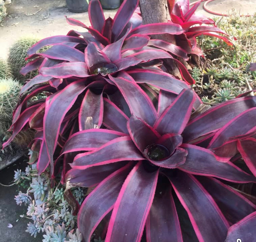 Neoregelia Chester