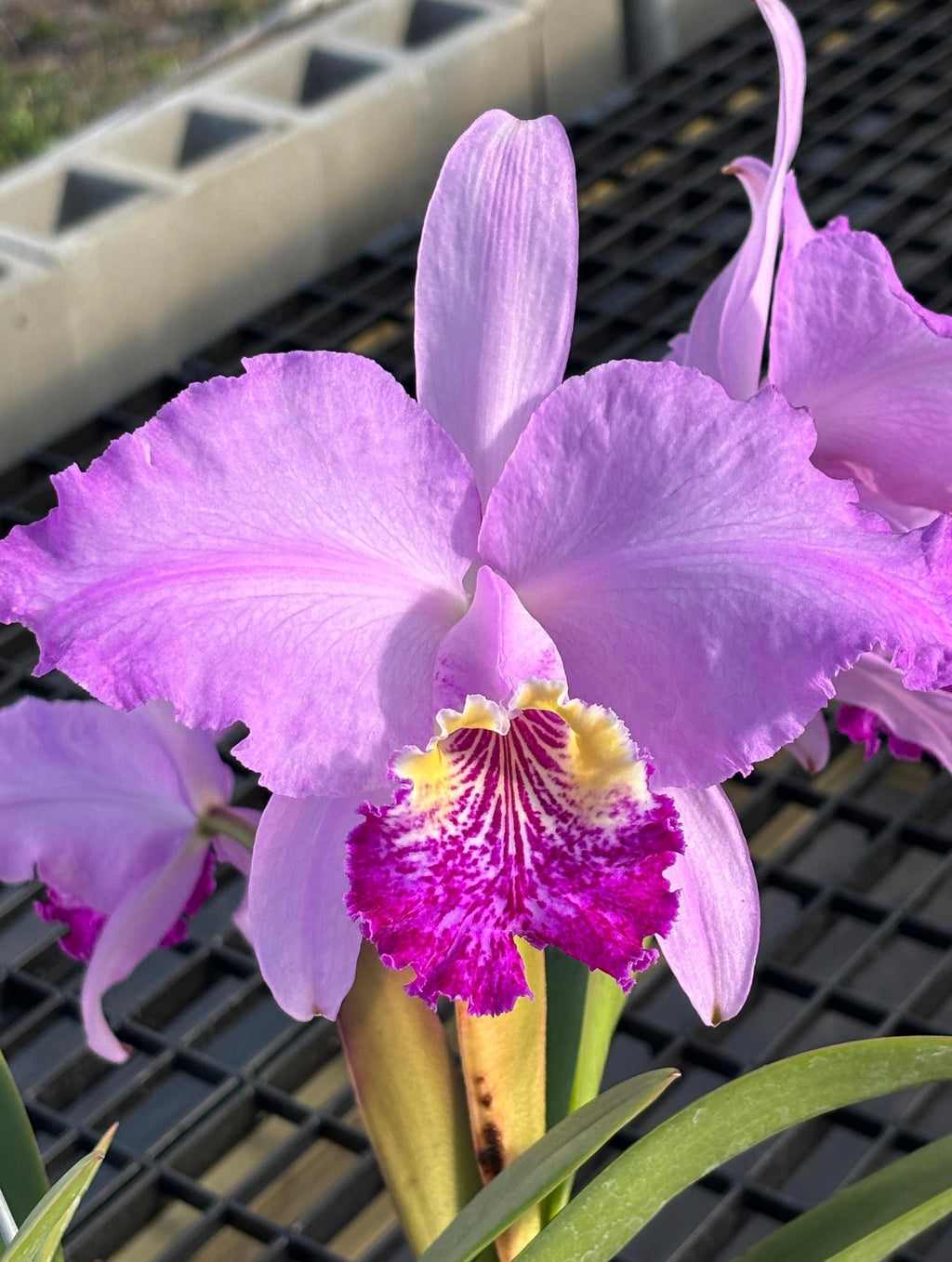 Cattleya Lueddemanniana Altropupurata “Bailarina”