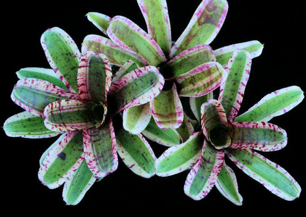 Neoregelia Alien “Skotak”