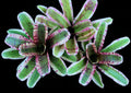 Neoregelia Alien “Skotak”