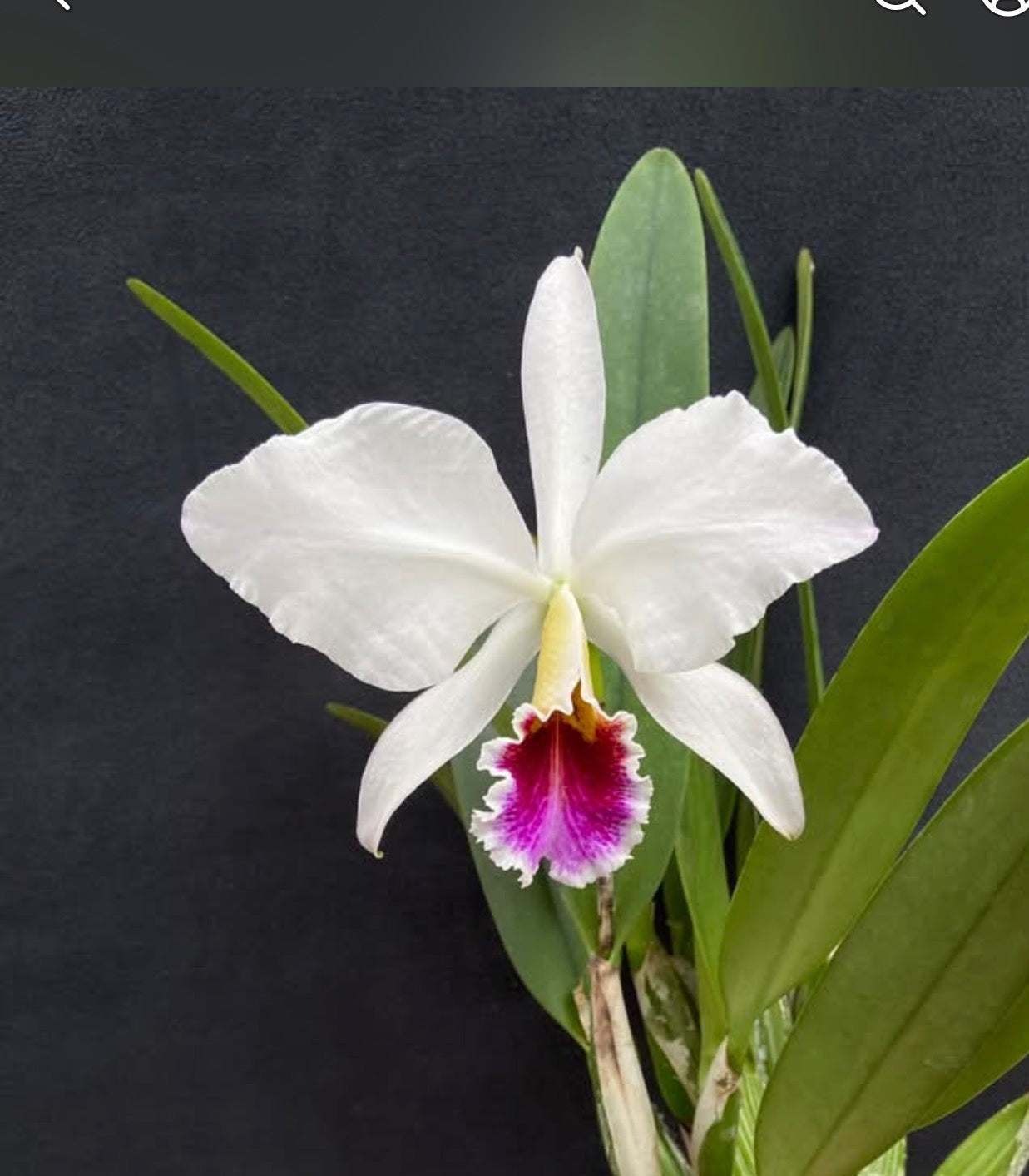 Cattleya Percivaliana Semi Alba “Jewel” VERY RARE!!