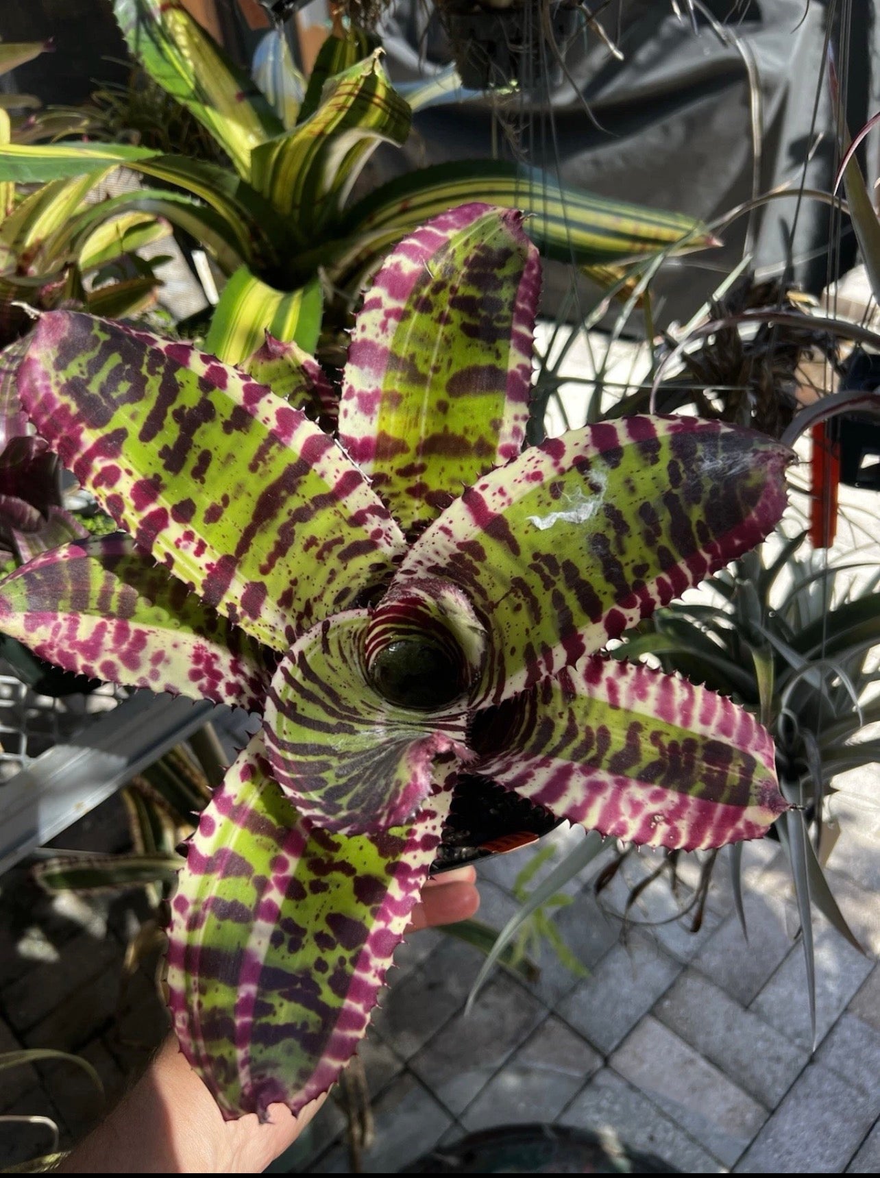 Neoregelia Titan “Skotak”