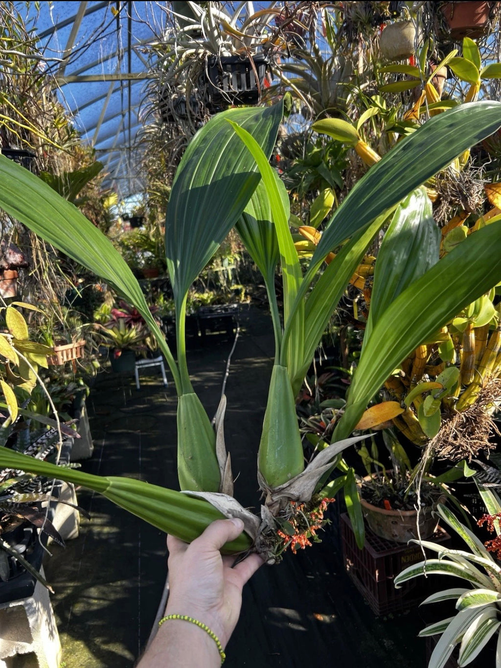 Coelogyne Asperata “RARE SPECIMEN”