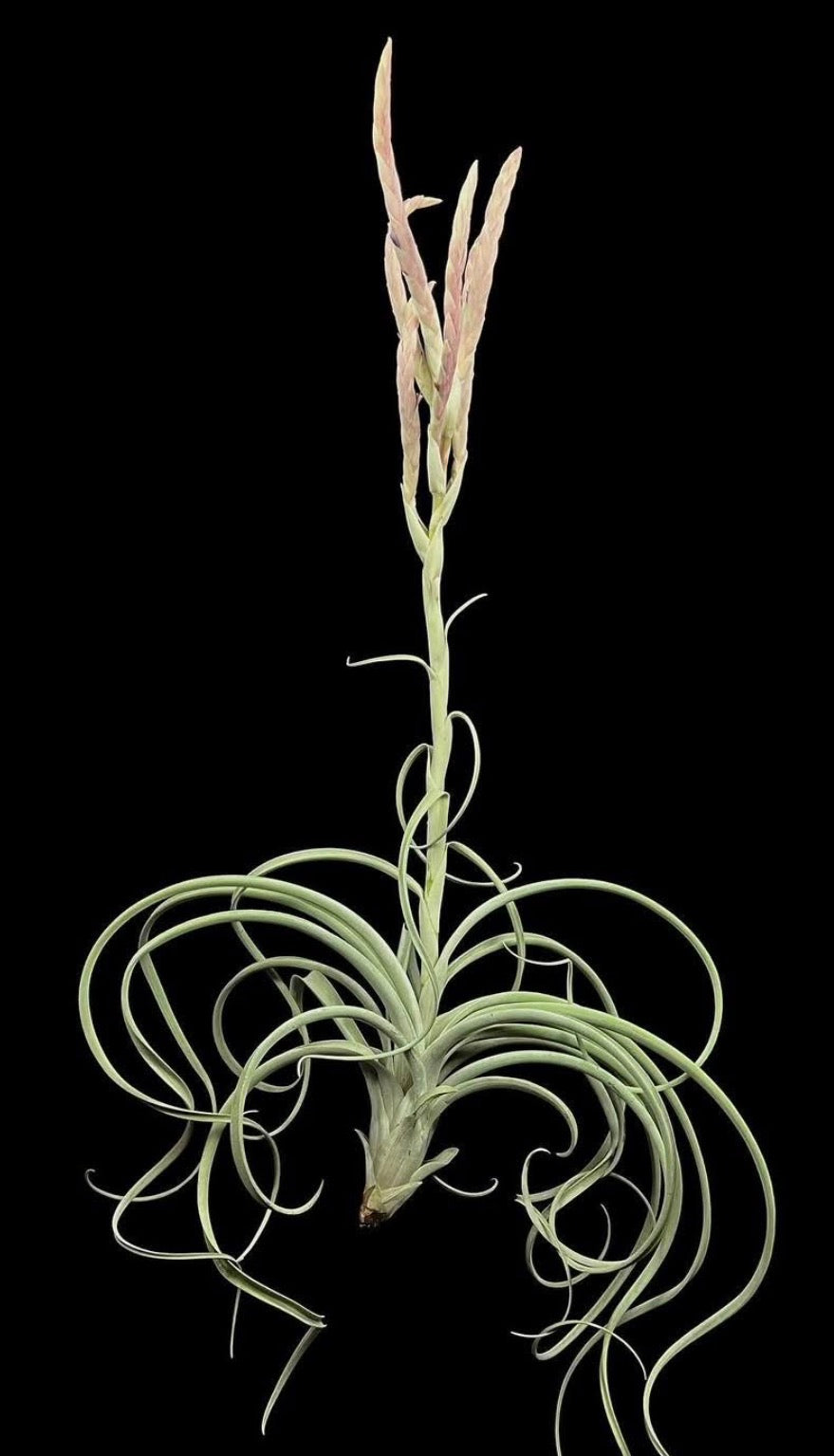 Tillandsia Pink Lemonade